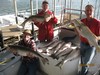(09/14/2015) - Nice Striped Bass